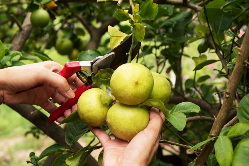 Pruning Equipment