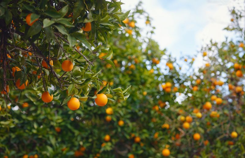 Citrus Tree Trimming
