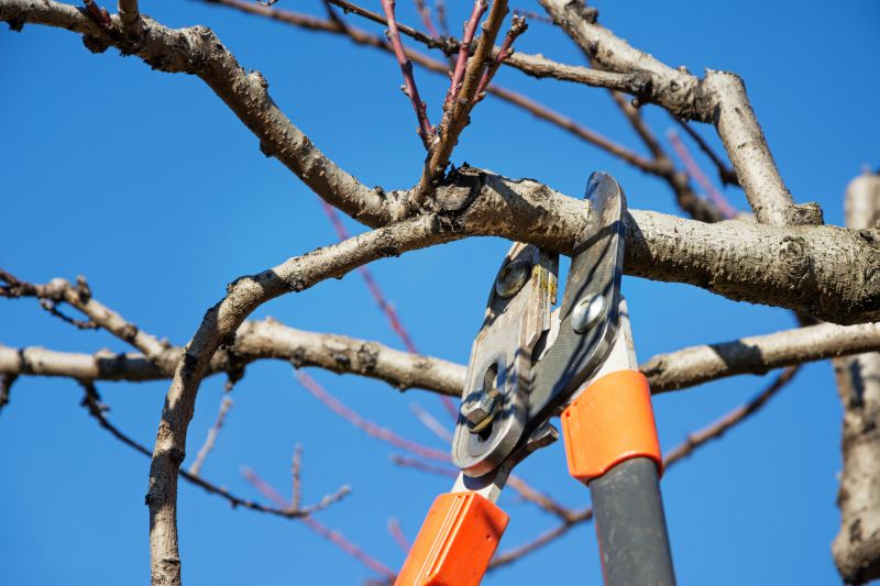 Branches Pruning in Aiken, SC