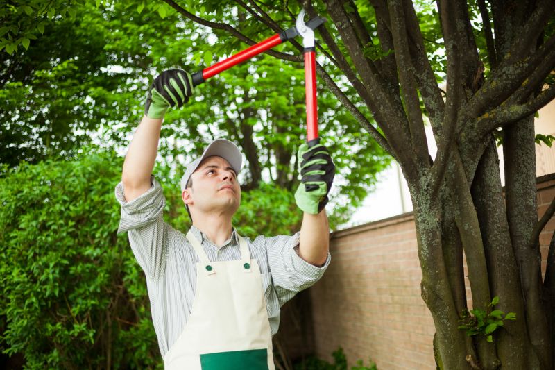 Branches Pruning in Allentown, PA