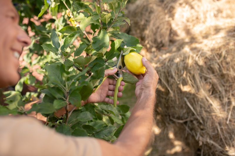 Inside a Citrus Tree