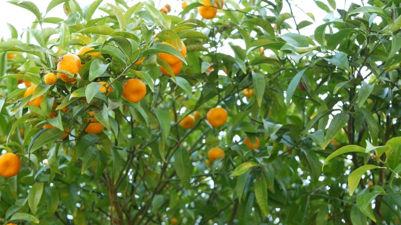 Citrus Tree Trimming