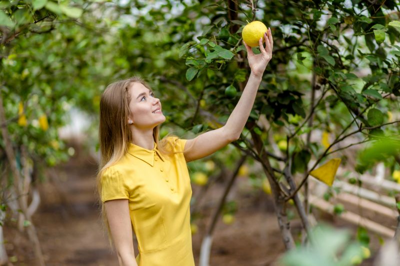Citrus Tree Trimming