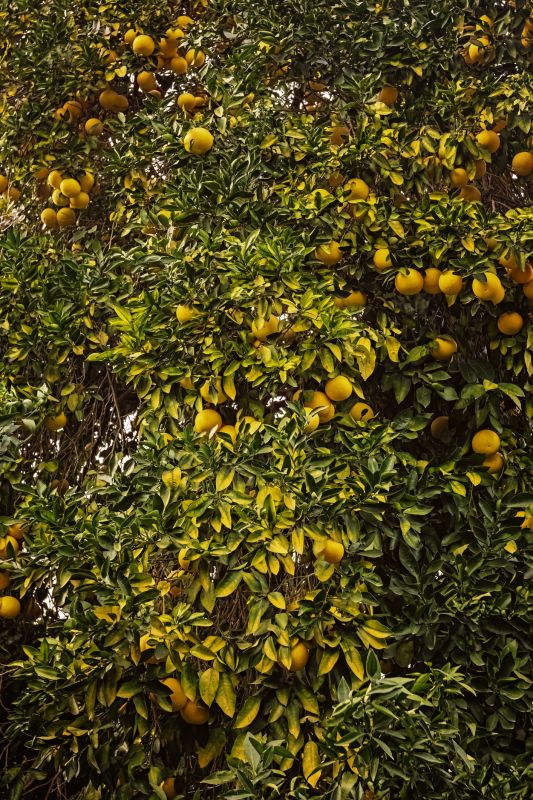 Citrus Tree Trimming