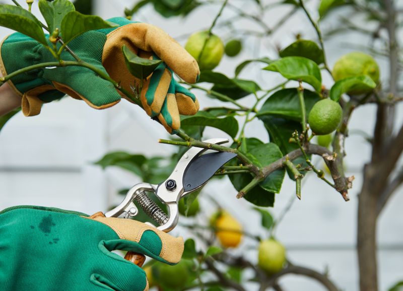 Citrus Tree Trimming in Action