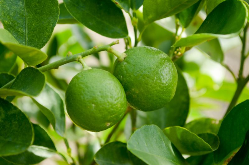 Healthy Citrus Branches
