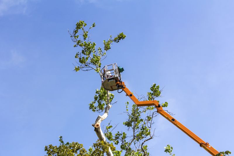 Citrus Tree Trimming