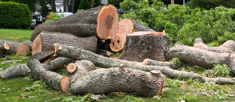 Elm Tree Removal in Montgomery County, PA