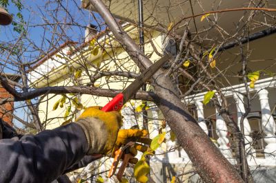 Hickory Tree Trimming in Pottstown, PA