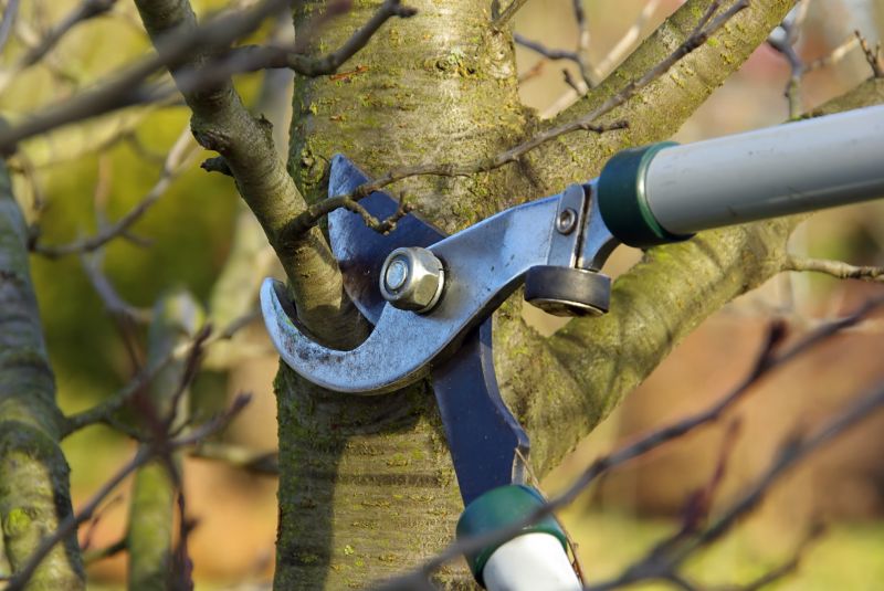 Limbs Trimming in Doylestown, PA
