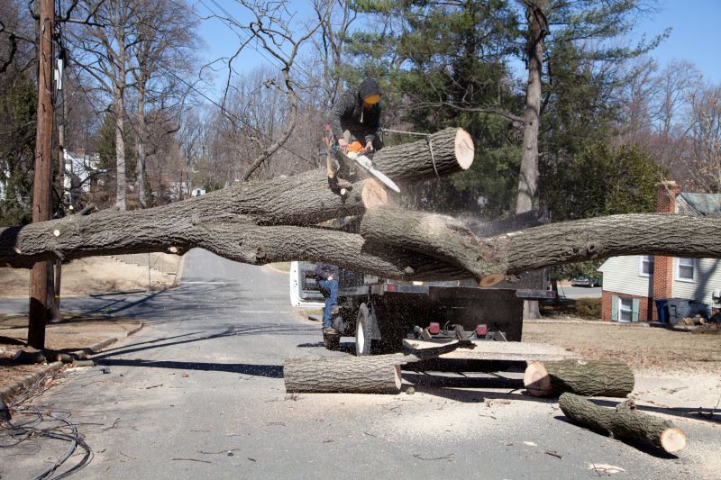 Maple Tree Removal in Doylestown, PA