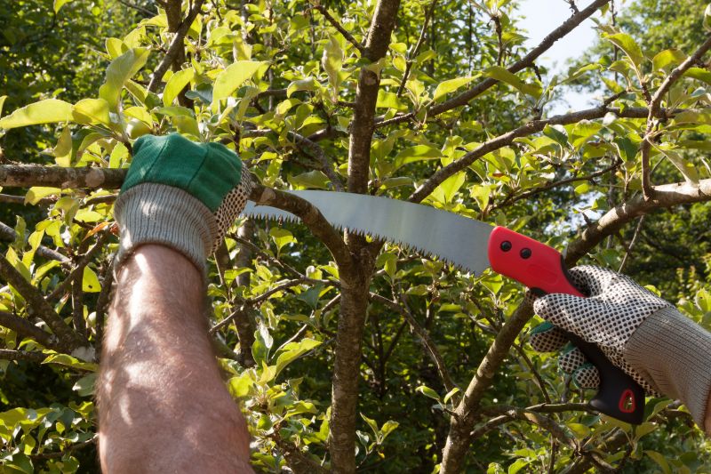 Pear Tree Pruning in Allentown, PA