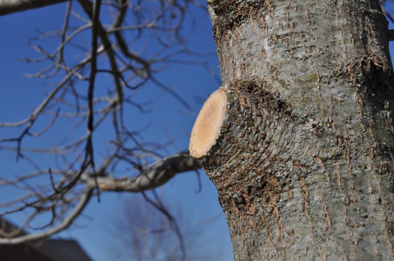 River Birch Trimming in Pottstown, PA