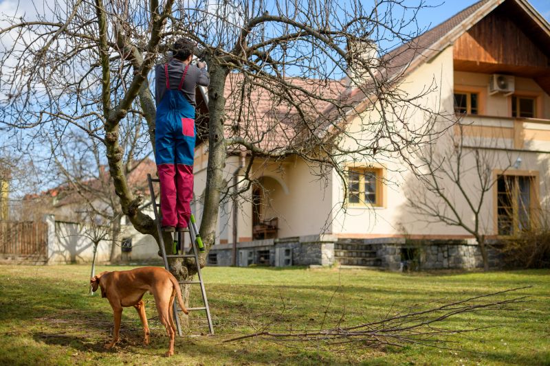 River Birch Trimming in Reno, NV