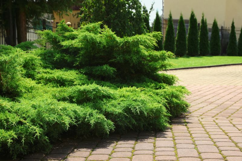 Shrubs Removal in Ventura County, CA