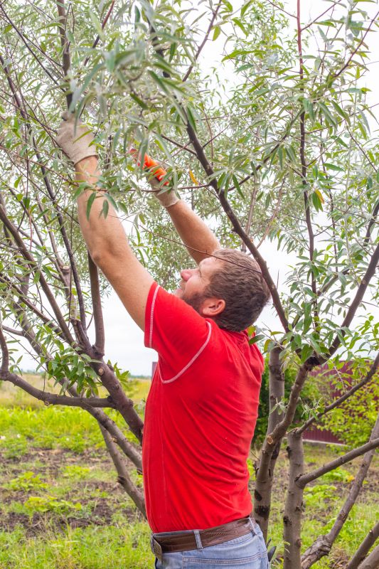 Tree Pruning in Pottstown, PA
