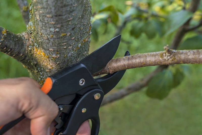 Tree Shaping Techniques