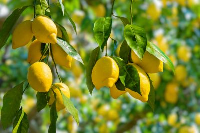 Lemon Tree Trimming
