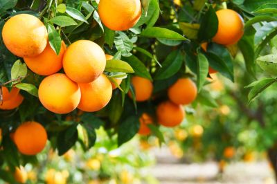 Orange Tree Trimming