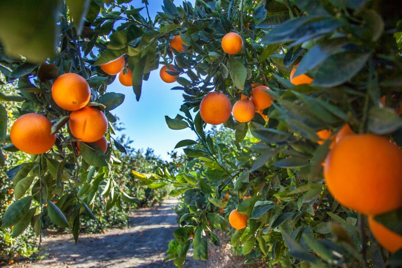 Fruit Tree Thinning